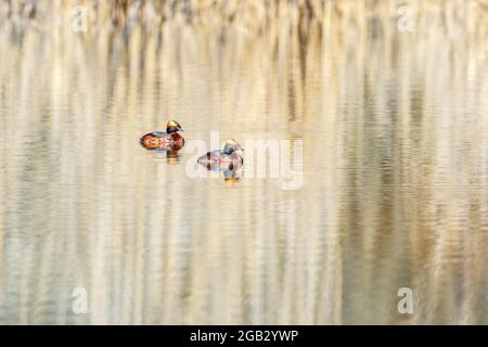 Paire de grebes hauts en couleur dans le lac Banque D'Images