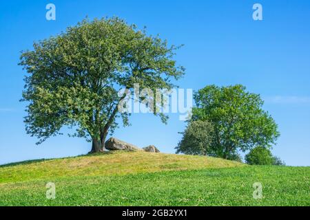 Tombe de passage sur une colline sous un arbre Banque D'Images