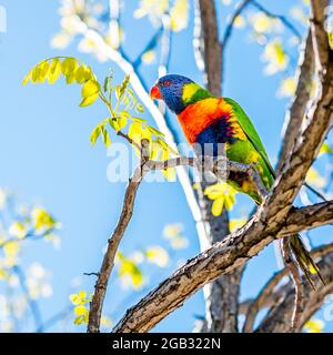 Un Lorikeet arc-en-ciel debout et regardant Banque D'Images