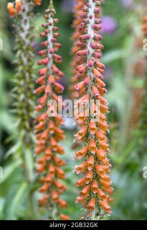 Digitalis parviflora, foxgant au chocolat Banque D'Images