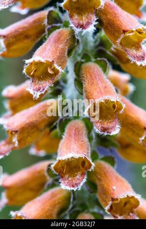 Digitalis parviflora, foxgant au chocolat Banque D'Images