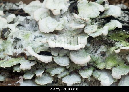 champignon de bois blanc décilé sur le gros plan de l'arbre de bouleau foyer sélectif Banque D'Images