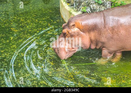 Portrait de l'hippopotame ou de l'hippopotame en train de boire dans un étang nature animaux faune Banque D'Images