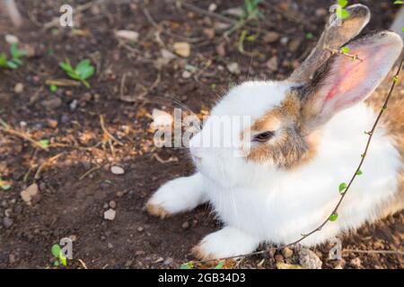 Lapin blanc et marron assis sous l'arbre Banque D'Images