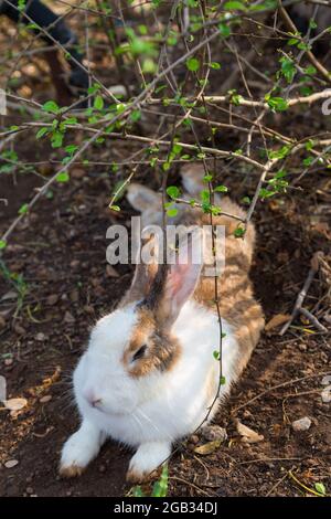 Lapin blanc et marron assis sous l'arbre Banque D'Images