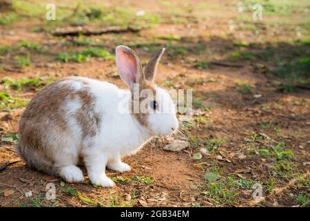 Lapin blanc et brun assis et trouver la nourriture Banque D'Images