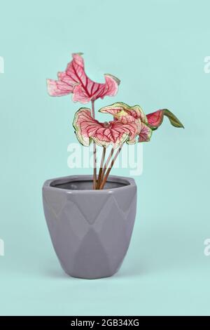 Plante exotique 'Caladium Florida Sweetheart' avec des feuilles roses dans un pot de fleur gris sur fond bleu Banque D'Images