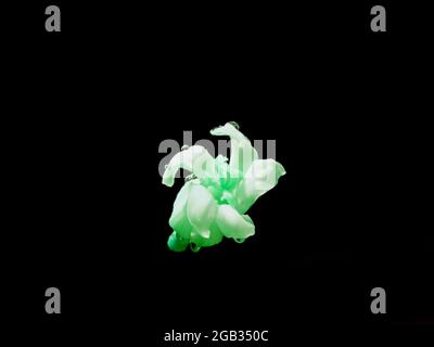 Fleur de papaye verdâtre volante isolée sur fond noir, image commerciale biologique. Banque D'Images