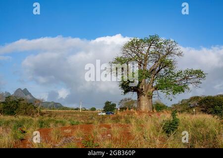 Baobab (Adansonia digitata) plante contre ciel bleu nuageux. Banque D'Images