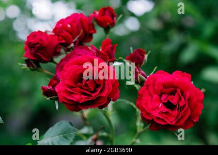 Belle rose chinensis en fleurs dans un jardin d'été vert. Mise au point sélective douce. Banque D'Images