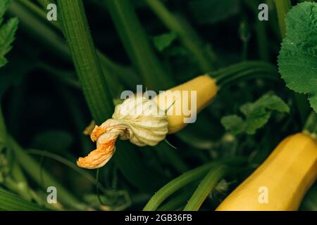 Courgettes et fleurs bio sur une branche dans un potager. Agriculture. Mise au point sélective douce. Banque D'Images