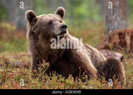 Grand mammifère omnivore eurasien, l'ours brun (Ursus arctos) situé sur le sol dans la forêt boréale finlandaise Banque D'Images