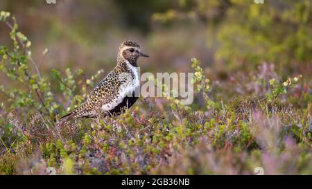 Pluvialis abricaria, trituviale européenne adulte, se trouvant dans son habitat dans la nature sauvage finlandaise au parc national de Riisitunturi, Finlande Banque D'Images