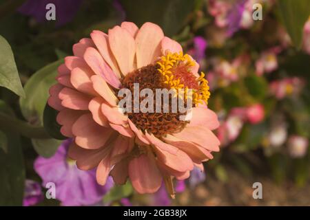 Zinnia elegans, la vue rapprochée de la fleur d'oranger. Cette plante à fleurs de la famille des Asteraceae est également connue sous le nom de Zinnia violacea, y Banque D'Images