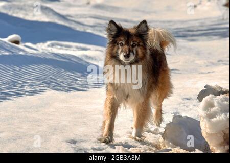 un chien se tient sur une route enneigée par une belle journée d'hiver et regarde l'appareil photo Banque D'Images