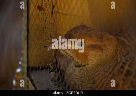 oiseau sauvage en cage roc perdrix gibier oiseau chukur Banque D'Images