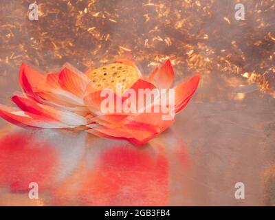 Plante de Lotus artificielle de couleur orange présentée avec effet de lumière du feu sur le fond. Banque D'Images