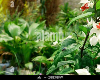 Créature d'abeille volante assise sur le champ de jardin de feuilles vertes. Banque D'Images