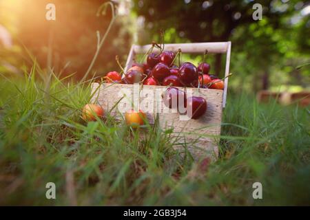 panier délicieux et sain rempli de cerises rouges Banque D'Images