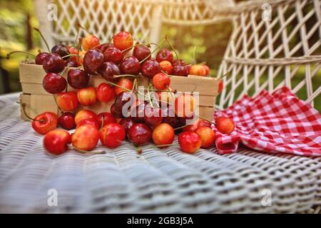Cerises rouges récoltées dans le jardin Banque D'Images