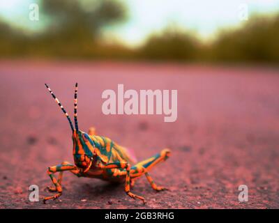 Asian Grasshopper a présenté sur le terrain en béton flou de fond naturel, faune insecte style de vie image concept. Banque D'Images