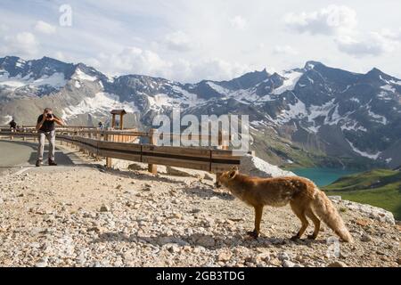 Un renard à la recherche d'un photographe dans le parc national de Gran Paradiso en Italie Banque D'Images