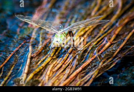 Mouche du dragon dans l'habitat de la nature. Images macro avec bokeh. Dragonfly est un insecte appartenant à l'ordre Odonata. Banque D'Images