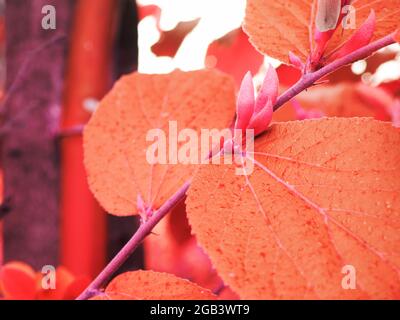 Boutons de fleurs naturels présentés au printemps avec arrière-plan de feuilles floues. Banque D'Images