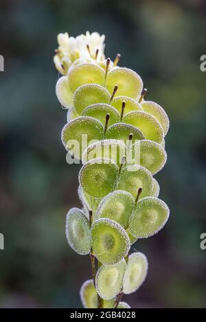 Biscutella est un genre d'environ 46 espèces de plantes à fleurs de la famille des Brassicaceae. Plante sauvage dans les montagnes de la méditerranée. Macro-transfert Banque D'Images