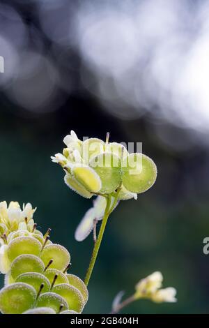 Biscutella est un genre d'environ 46 espèces de plantes à fleurs de la famille des Brassicaceae. Plante sauvage dans les montagnes de la méditerranée. Macro-transfert Banque D'Images