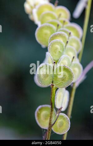 Biscutella est un genre d'environ 46 espèces de plantes à fleurs de la famille des Brassicaceae. Plante sauvage dans les montagnes de la méditerranée. Macro-transfert Banque D'Images