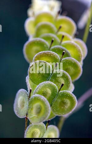 Biscutella est un genre d'environ 46 espèces de plantes à fleurs de la famille des Brassicaceae. Plante sauvage dans les montagnes de la méditerranée. Macro-transfert Banque D'Images