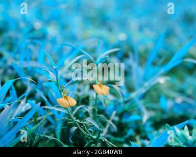 Petites fleurs poussant sur le terrain de sol présenté avec des feuilles de couleur turquoise arrière-plan flou. Banque D'Images