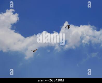 Magnifique ciel bleu et nuages blancs. Deux oiseaux volant sur le ciel. Mise au point sélective Banque D'Images