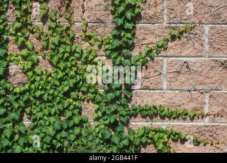 ivy (Hedera) plante sur mur de brique utile comme arrière-plan Banque D'Images