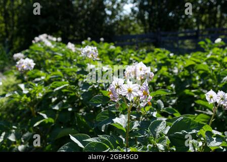 fleurs de pomme de terre dans un champ agricole au début de l'été Banque D'Images