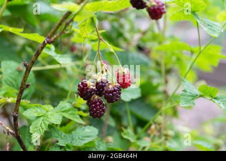 Boysenberries (Rubus ursinus x idaeus) croissant sur une allotissement. Yorkshire du Sud, Angleterre, Royaume-Uni. Banque D'Images