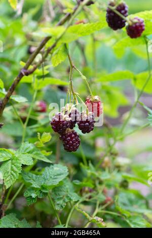 Boysenberries (Rubus ursinus x idaeus) croissant sur une allotissement. Yorkshire du Sud, Angleterre, Royaume-Uni. Banque D'Images