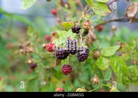 Boysenberries (Rubus ursinus x idaeus) croissant sur une allotissement. Yorkshire du Sud, Angleterre, Royaume-Uni. Banque D'Images