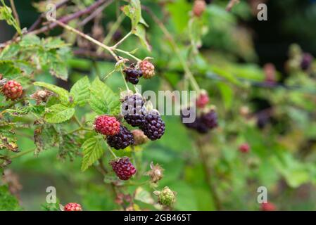 Boysenberries (Rubus ursinus x idaeus) croissant sur une allotissement. Yorkshire du Sud, Angleterre, Royaume-Uni. Banque D'Images