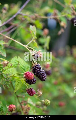 Boysenberries (Rubus ursinus x idaeus) croissant sur une allotissement. Yorkshire du Sud, Angleterre, Royaume-Uni. Banque D'Images