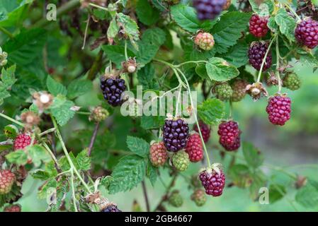 Boysenberries (Rubus ursinus x idaeus) croissant sur une allotissement. Yorkshire du Sud, Angleterre, Royaume-Uni. Banque D'Images