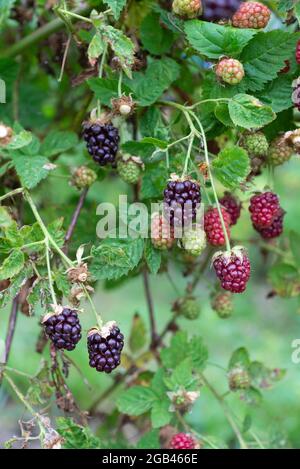 Boysenberries (Rubus ursinus x idaeus) croissant sur une allotissement. Yorkshire du Sud, Angleterre, Royaume-Uni. Banque D'Images