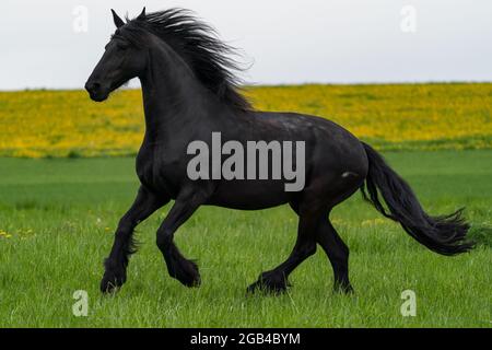 Le cheval de la frise noire tourne du galop. Banque D'Images