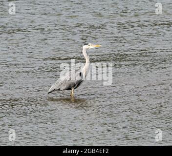 Héron cendré (Ardea cinerea) Banque D'Images