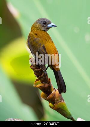 Tanager femelle à rameet écarlate dans la forêt tropicale de Costa Banque D'Images