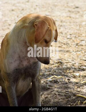 Rue seule sans abri pauvre chien sur la plage Banque D'Images