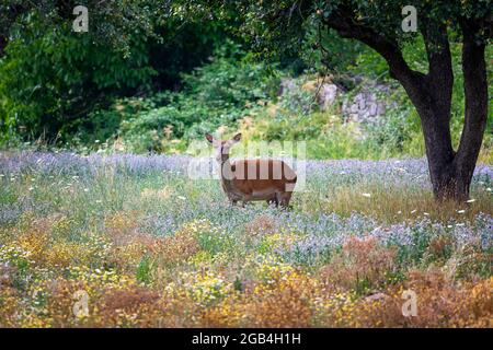 La femelle adulte broutage seule dans la prairie fleurie. Banque D'Images