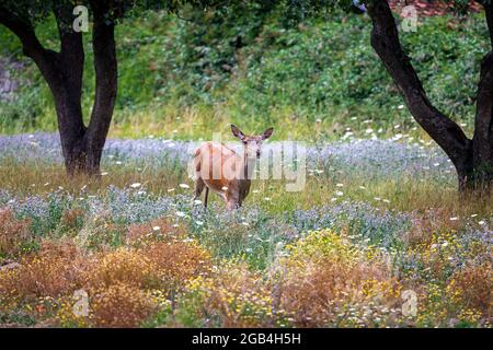 La femelle adulte broutage seule dans la prairie fleurie. Banque D'Images