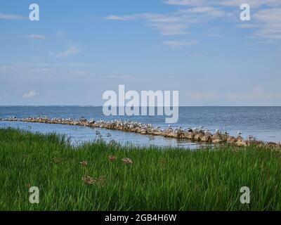 La côte de la lagune de Curonian avec de hautes roseaux verts et un brise-lames en pierre et des mouettes lors d'une journée ensoleillée d'été Banque D'Images